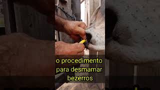 Como fazer desmame de bezerros fazenda diaadiarural gado vivendonositio diaadianositio sitio [upl. by Annek]