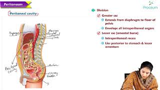 6  Peritoneum and retroperitoneum  Anatomy MBBS Lectures [upl. by Attenohs]