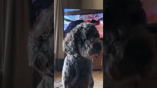 🤍🥰labradoodle dogbreed dog [upl. by Anitsyrhk514]