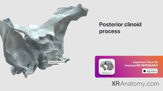 Posterior clinoid process of sphenoid bone [upl. by Sussman]