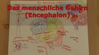 Das menschliche Gehirn Encephalon Neuroanatomie für Psychologen und Interessierte [upl. by Ecilayram]