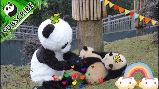 【Panda Theme】Panda Nanny Pro 20 Online Now [upl. by Keiryt]