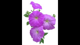 Petunia  How to propagate Petunia from cuttings [upl. by Annadal]