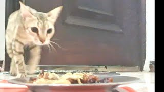 My Adorable Cat 😺 Mewing While Eating 🐈 [upl. by King]