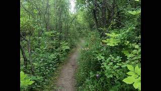 A walk in the Carlington West Woods [upl. by Gracie]