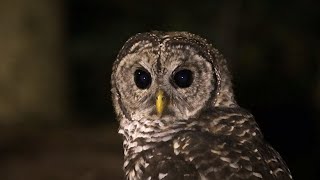 Barred Owl Hunting at Night [upl. by Pickett417]