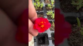 Grow purslaneportulaca easily from seeds [upl. by Arretnahs]