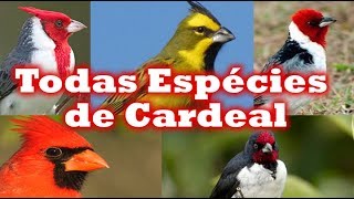 Todas Espécies de Cardeal  Galo de Campinas [upl. by Soinotna]