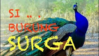 SURGA DUNIA Burung MERAK burung yang paling EKSOTIS [upl. by Dorolice140]