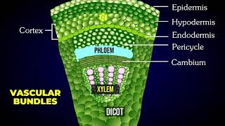 THE TISSUE SYSTEM  EPIDERMAL  VASCULAR  GROUND OR FUNDAMENTAL TISSUE SYSTEM [upl. by Morganstein]