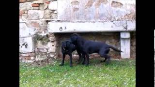 Labrador Retriever Fanworts Bill Robin und Roume vom Kastell Stegraifepach Muffin [upl. by Ordnagela]