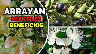 ARRAYÁN y sus EXCELENTES BENEFICIOS alto contenido en antioxidantes antiinflamatorio antifúngico🌿 [upl. by Hsemar352]