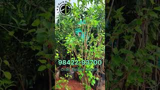 Mulberry Fruit Plant மல்பெரிtrendinggardeningfruit [upl. by Sabelle]