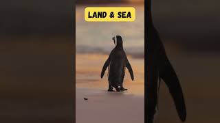 Land amp Sea Animal Adventure Song for Kids  Fun Animal Learning  Phonics amp Singing  abcd shorts [upl. by Atter]