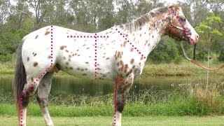 Evaluating the conformation of the Sportaloosa  Appaloosas Knabstruppers appaloosa spotted horses [upl. by Brookner193]