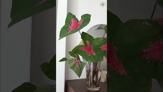 Growing Caladiums in Water caladium propagation [upl. by Orbadiah353]