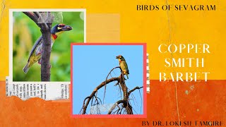 Coppersmith Barbet  Crimsonbreasted Barbet  by Lokesh Tamgire [upl. by Hawger]