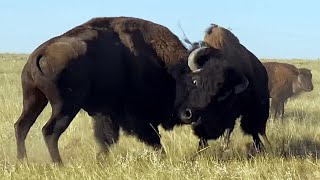 Bison Mating Rivalries  Wild Animals [upl. by Mettah]