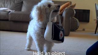 Miniature Poodle Tricks 4 [upl. by Ik]