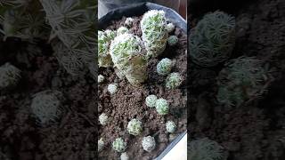 Cactus plant propagation 👍❤️ shortsyoutubeshortsvideo [upl. by Seely]