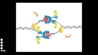 Bacterial DNA Replication [upl. by Asquith336]