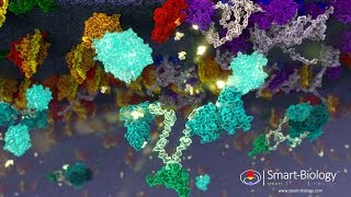 GProtein Coupled Receptor Animation 3D [upl. by Neyud]