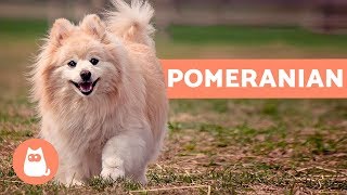 All About the POMERANIAN  Characteristics and Care [upl. by Reywas]