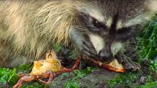 Raccoon vs Rock Crab  Blue Planet  BBC Earth [upl. by Aneekan818]