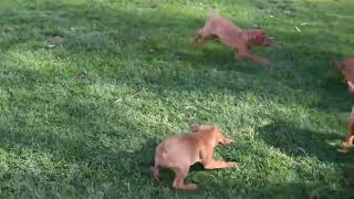 Vizsla Puppies For Sale [upl. by Sahc]