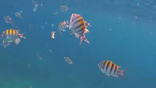 Sergeant Majors Swimming at Looe Key [upl. by Thora]