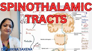 Spinothalamic tracts Anterior and Lateral Spinothalamic Ascending Tracts [upl. by Annawd86]