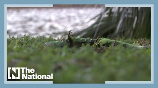 Raining iguanas hit Florida [upl. by Eenafit]