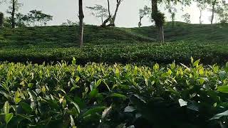 Ispahani tea Garden Srimangal [upl. by Myrle4]