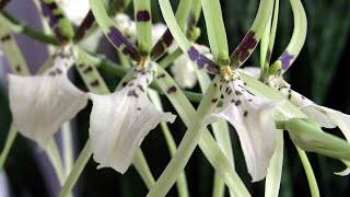 Brassia in bloom • Cold Hardy Orchids • Orchid ICU [upl. by Bourne]