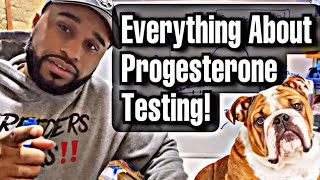 Everything you need to know about dogs amp progesterone testing Progesterone 101 [upl. by Ayet921]