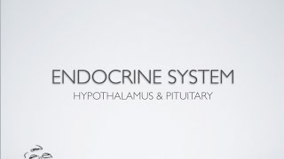 Endocrine Hypothalamus Pituitary [upl. by Iralam]