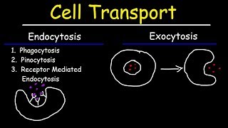 Cell Transport  Endocytosis Exocytosis Phagocytosis and Pinocytosis [upl. by Okoyik]