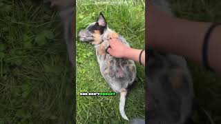 🐕 Australian Cattle Dogs Amazing Herding Instincts shorts [upl. by Iruahs]