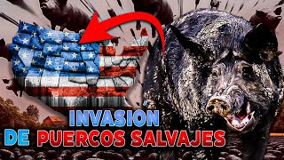 Los PUERCOS salvajes la devastadora invasión en Estados Unidos [upl. by Ahsenwahs]