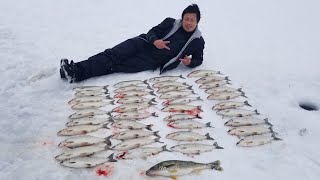 Tullibee ice fishing on Mille Lacs Lake MN 02012020 [upl. by Claudia]