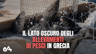 Nuova indagine il lato oscuro degli allevamenti di pesci in Grecia  Essere Animali [upl. by Burne457]