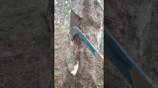 Today New Rubber tree cutting ✂️rubber Please support me 🙏 and subscribe my channel for new video [upl. by Mahon]