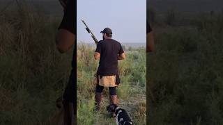 Quail knockout shotgunking quailhunting birdhunting wildhunting hunting wilderness shorts [upl. by Kelwin]