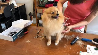 grooming dog at home  how to groom your pomeranian dog [upl. by English903]