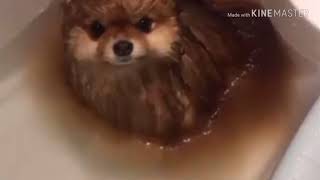 Dissolving my dog in hydrochloric acid [upl. by Assira]