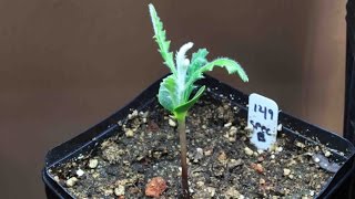 Banksia  How to germinate from seed and grow australian banksia [upl. by Naras]