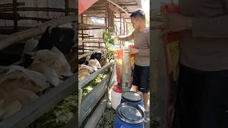 Feeding Setaria Grass to my Goats buhayprobinsya [upl. by Oniskey]