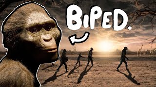 How do we KNOW Lucy Australopithecus afarensis was BIPEDAL [upl. by Bedad]