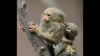 Pygmy Marmosets in the Wild [upl. by Kcirred506]