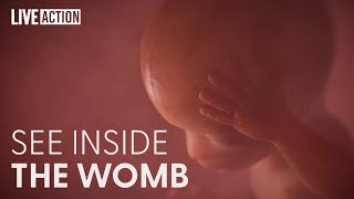 This Is How A Baby Develops In The Womb [upl. by Askwith475]